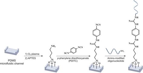 Schematic Of Covalent Immobilization Of Ss Oligonucleotide Capture