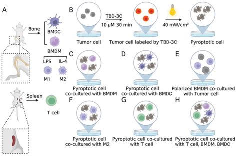 Schematic Illustration Of The Co‐incubation System To Simulate Tumor