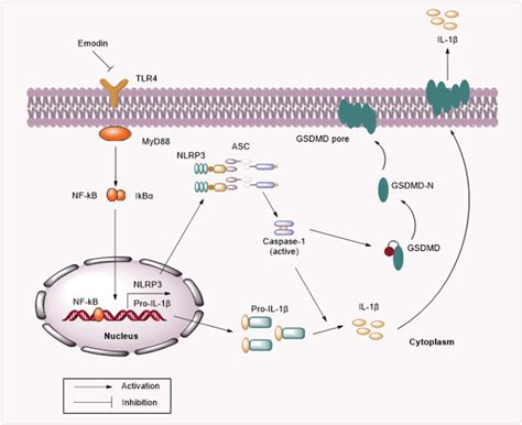 Schematic diagram depicting the underlying mechanisms by which emodin ...