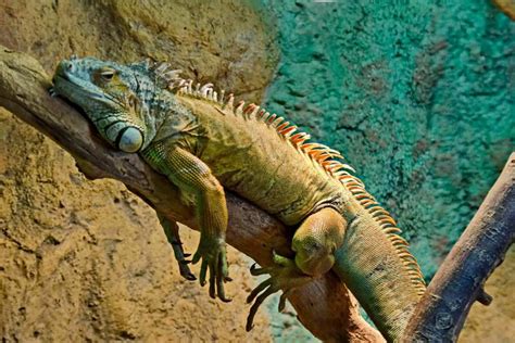 Get Ready To Provide The Best Care For Your Iguana With Our