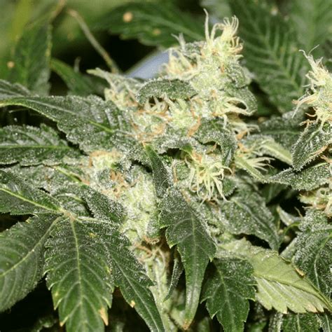 Landrace Seeds • Premium Seed Market