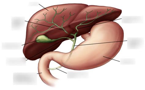 Biliary System Diagram Diagram Quizlet