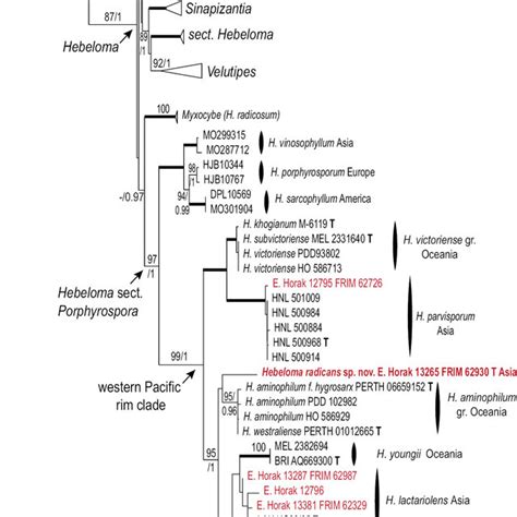 ML Topology Of Concatenated ITS And MCM7 Sequences Of Hebeloma And