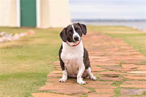 Basset Hound Mixes: 50 Different Crossbreeds (With Pictures)