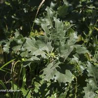 Floriscope Quercus Ithaburensis Subsp Macrolepis