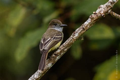 Atrapamoscas Montañeropale Edged Flycatchermyiarchus Cephalotes One