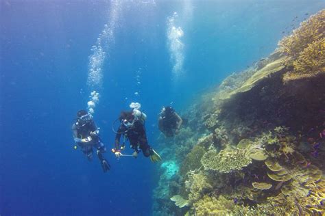 Rekomendasi Diving Dan Snorkeling Di Buleleng Keindahan Bawah Laut