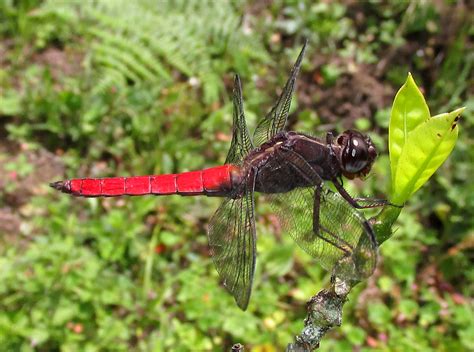 Libellula Herculea Karsch 1889 Odonata Libellulidae Flickr