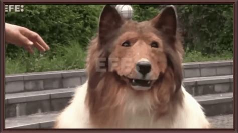 A Japanese Man Spends A Fortune To Become A Dog In Costume Full Video