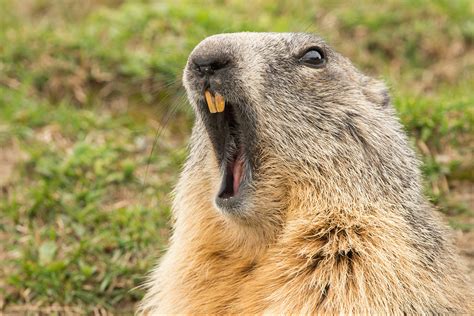 Groundhog Day - Hey!USA