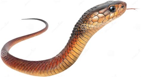 coastal taipan snake clipart  realistic detailing stock photo