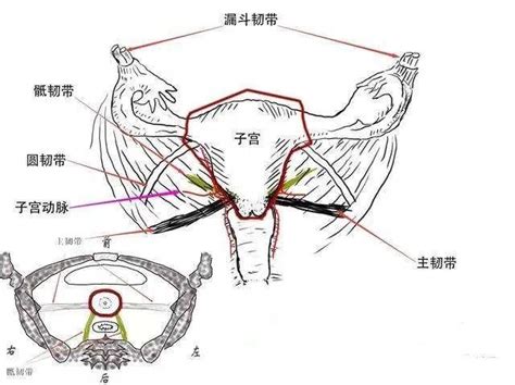 子宮的故事（四 ——鄰里和睦（子宮位置 每日頭條