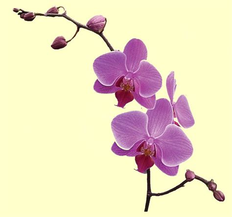 Orkide | Beautiful flowers, Orchids, Flowers