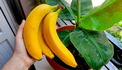 Come Coltivare Il Banano In Casa I Consigli Per Crescere Il Banano