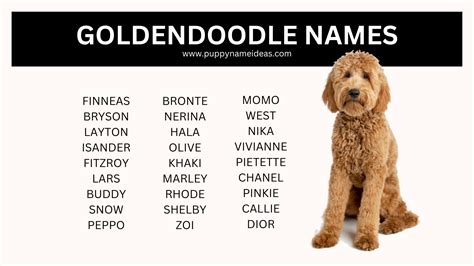 400+ Goldendoodle Names (With Meanings)