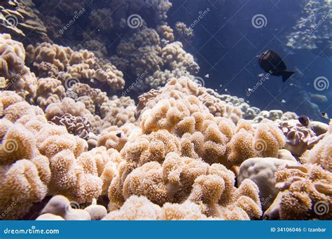 Casa Dos Corais Do Mar Vermelho Para Peixes Foto De Stock Imagem De