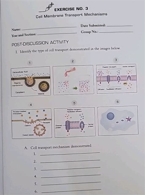 Exercise No Cell Membrane Transport Studyx