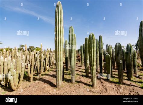 Cacti Garden Green Cacti And Succulents Growing In Botanical Tropical