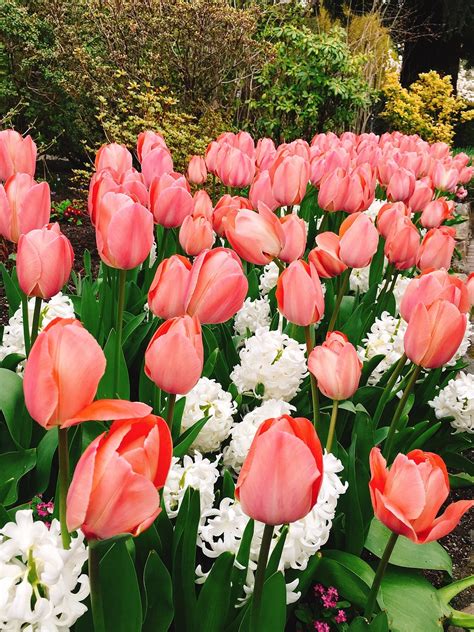 Tulipán Flor Naturaleza Foto gratis en Pixabay Pixabay