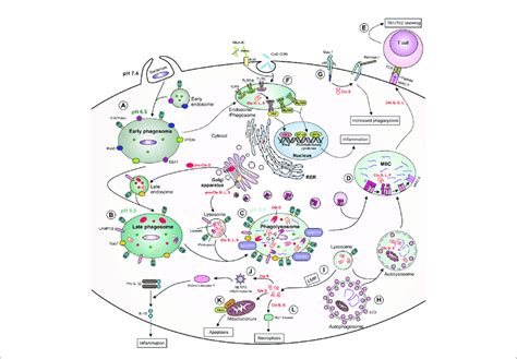 The Role Of Cathepsins In Macrophage Functions During Bacterial