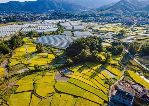 江西赣州稻谷金黄田园美 山水乡村景如画