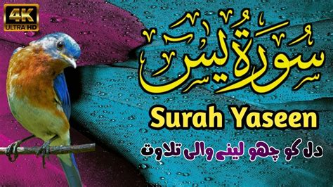 Surah Yasin Yaseen Full With Arabic Beautiful Recitation Ep 0016