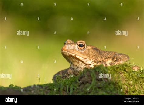 Common Toad Bufo Bufo Stock Photo Alamy