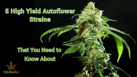 5 High Yield Autoflower Strains That You Need to Know About