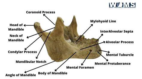 The Mandible Structure Attachments Fractures Teachmeanatomy