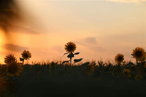 경치 경치가 좋은 고요한 골든 아워 구름 경치 그림 같은 극적인 구름 꽃밭 농가 농업 농업의 농촌 생활