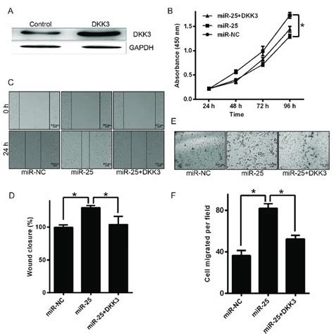 Overexpression Of Dkk3 Attenuates The Oncogenic Influence Of Mir 25 In Download Scientific