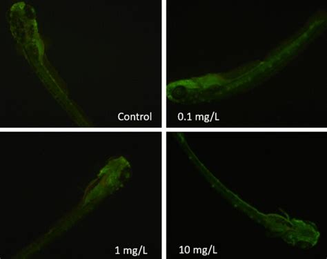 Apoptosis Fluorescent Microscopy Images Of Cellular Apoptosis In