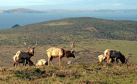 Tule elk - Wikipedia