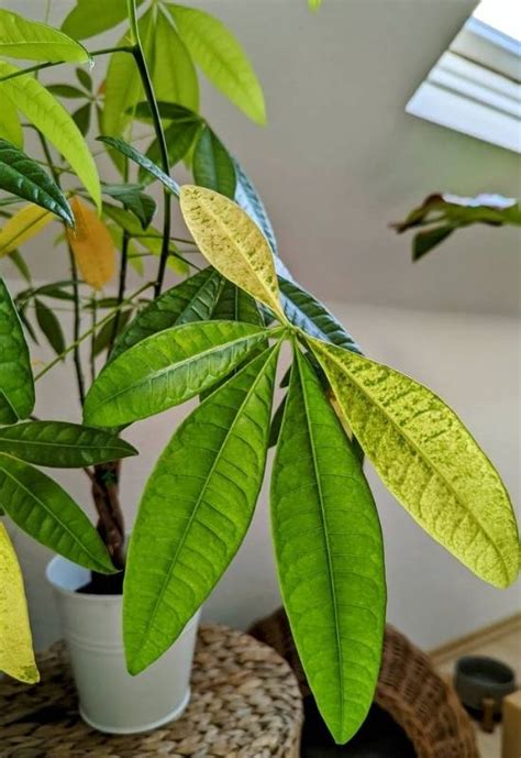 Money Tree Leaves Turning Yellow Here S Why And How To Fix It