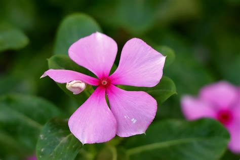 Periwinkle Bunga Tanaman Foto Gratis Di Pixabay Pixabay