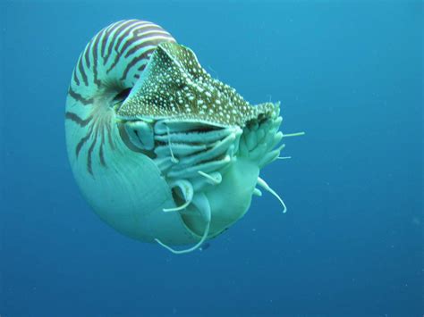 L'angolo della Geologia: Il Nautilus