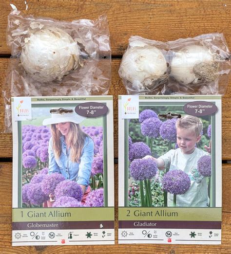 How to Plant Allium Bulbs in Fall - growhappierplants.com