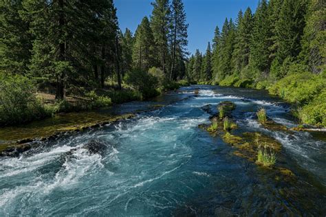 Have A Blast Feeding Salmon And Trout At Wizard Falls Fish Hatchery