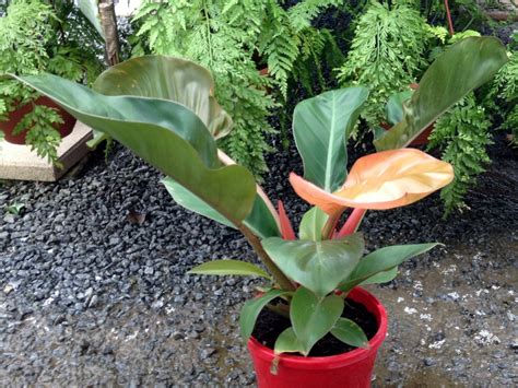 Philodendron Erubescens Red Emerald Wholesale Nursery Nurseries In