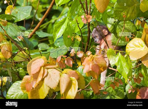 Proboscis Monkey Baby Stock Photo - Alamy