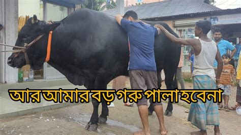 বড় গরু পালা মানে বিপদ ডেকে আনা যাইহোক কমে বেশে গরুটি আমার ইউনিয়নে