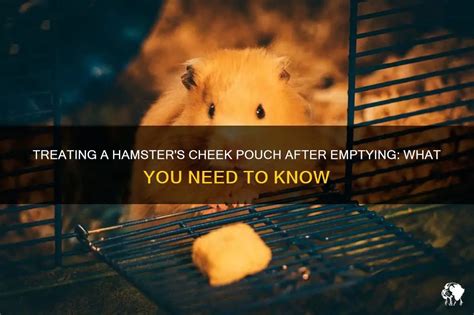 Treating A Hamsters Cheek Pouch After Emptying What You Need To Know