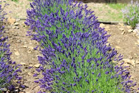 Lavendel Planten Hoe En Wanneer Doe Je Dat Fleur Flower