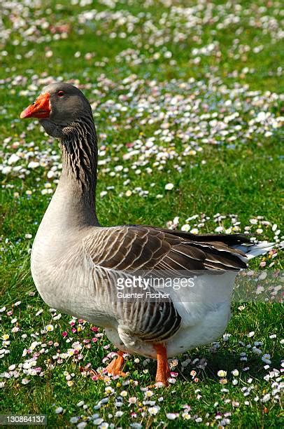 88 Toulouse Goose Stock Photos High Res Pictures And Images Getty