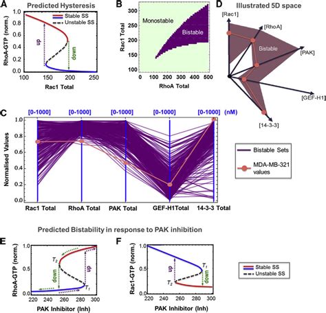 The Rac Rhoa Double Negative Feedback Loop Can Result In Bistable