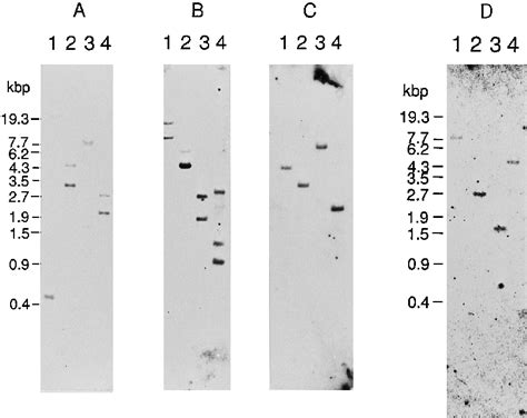 Total Southern Blot Analysis Genomic Dna 3 G From Rat Liver Or Human