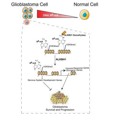 N Methyladenine Dna Modification In Glioblastoma Cell X Mol