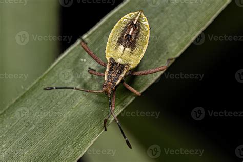 Leaf-footed Bug Nymph 16323289 Stock Photo at Vecteezy