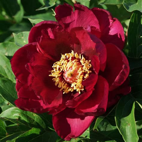 Spectacular Flash American Peony Society