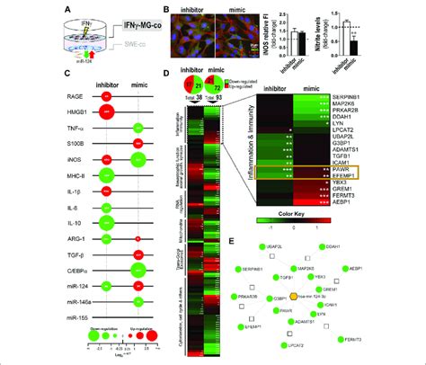 Modulation Of Mir Expression Levels In Swe Cells Changes The